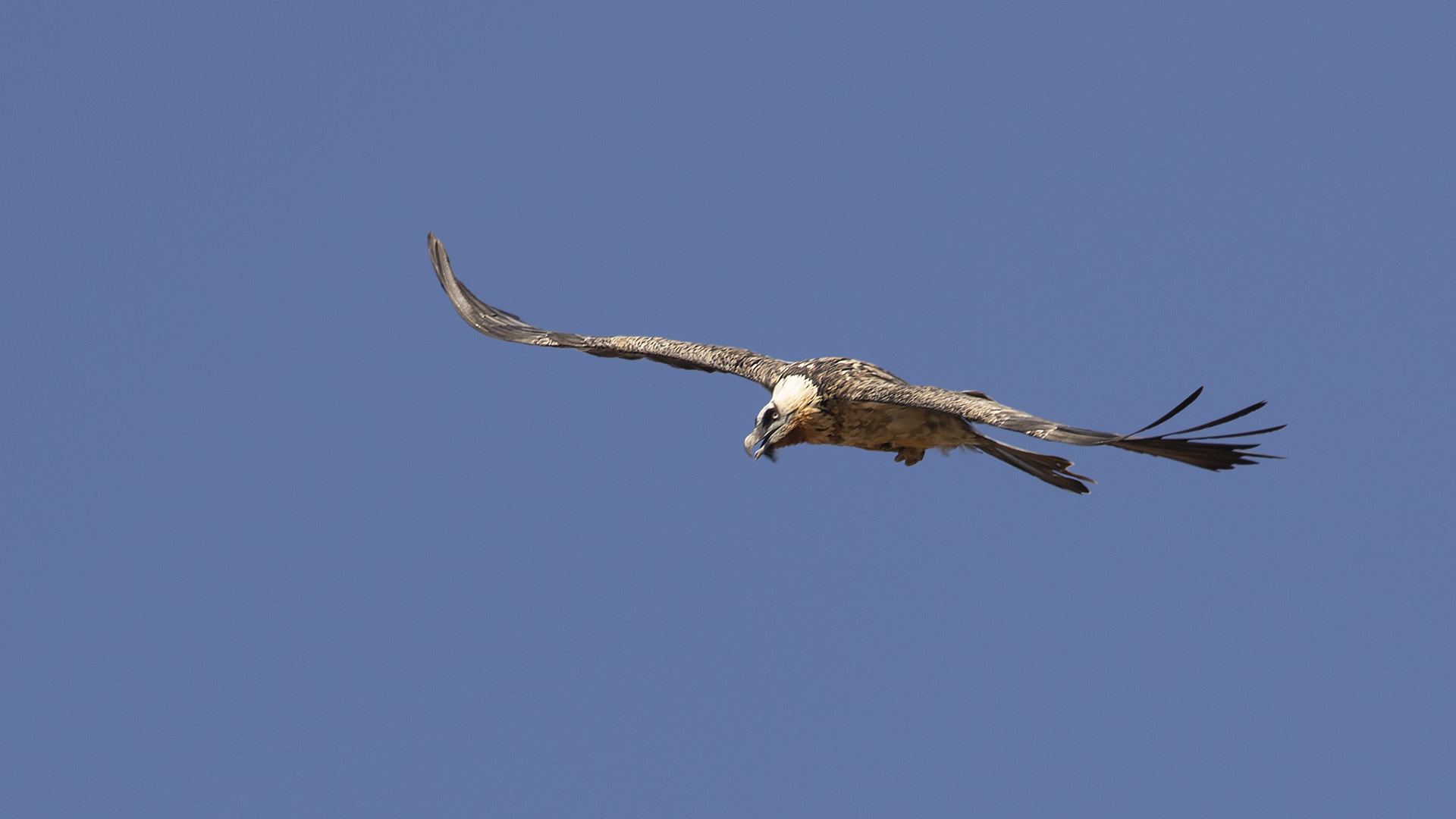 Bearded Vulture